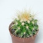 Boyne Vacation at Hemlock