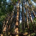 Club Elite Vacation at La Fenice Resort