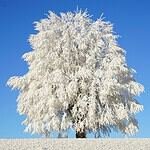 Condorama International