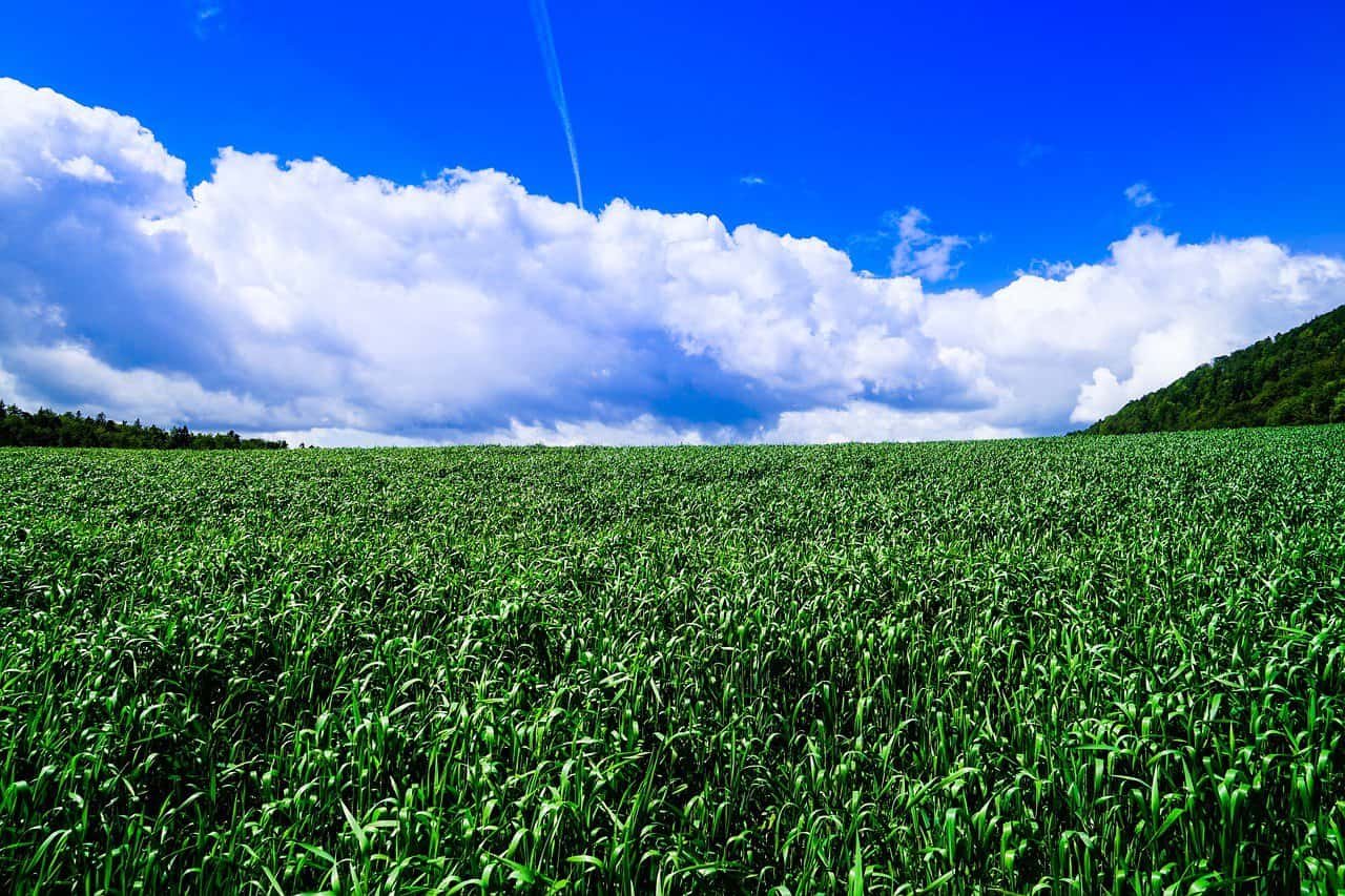 Crown Resorts at Club Marbella