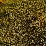 Ellington at Wachesaw Plantation East