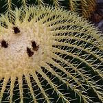 Golden Shores Holiday Club