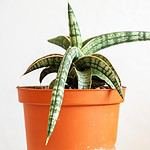 Hyatt Residence Club Key West, Windward Pointe