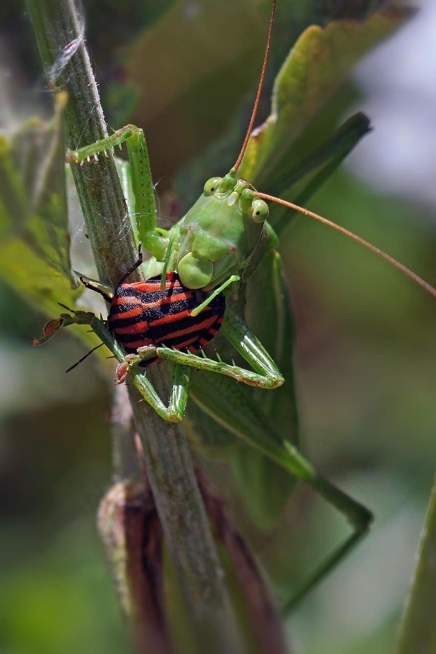 Hyatt Residence Club San Antonio, Wild Oak Ranch