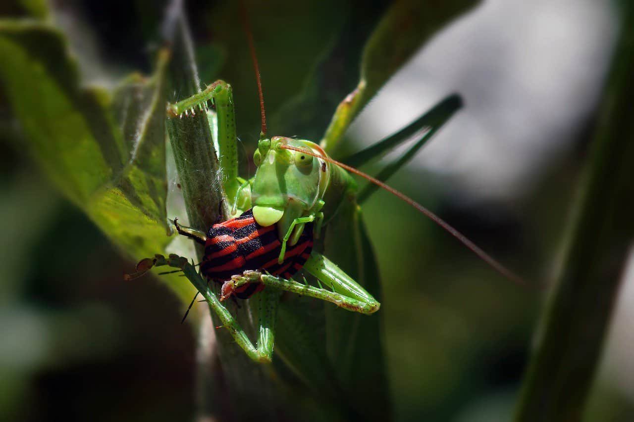 Le Stanley Hotel & Suites