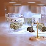 Los Amigos Beach Club – Rental