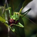 Macdonald Forest Hills Hotel and Spa and Macdonald Vacation Club at Macdonald Forest Hills Hotel and Spa