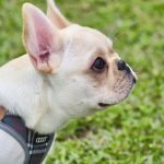 Multirésidence de l’Elysée