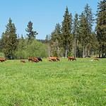 Ocean Isle Beach Club