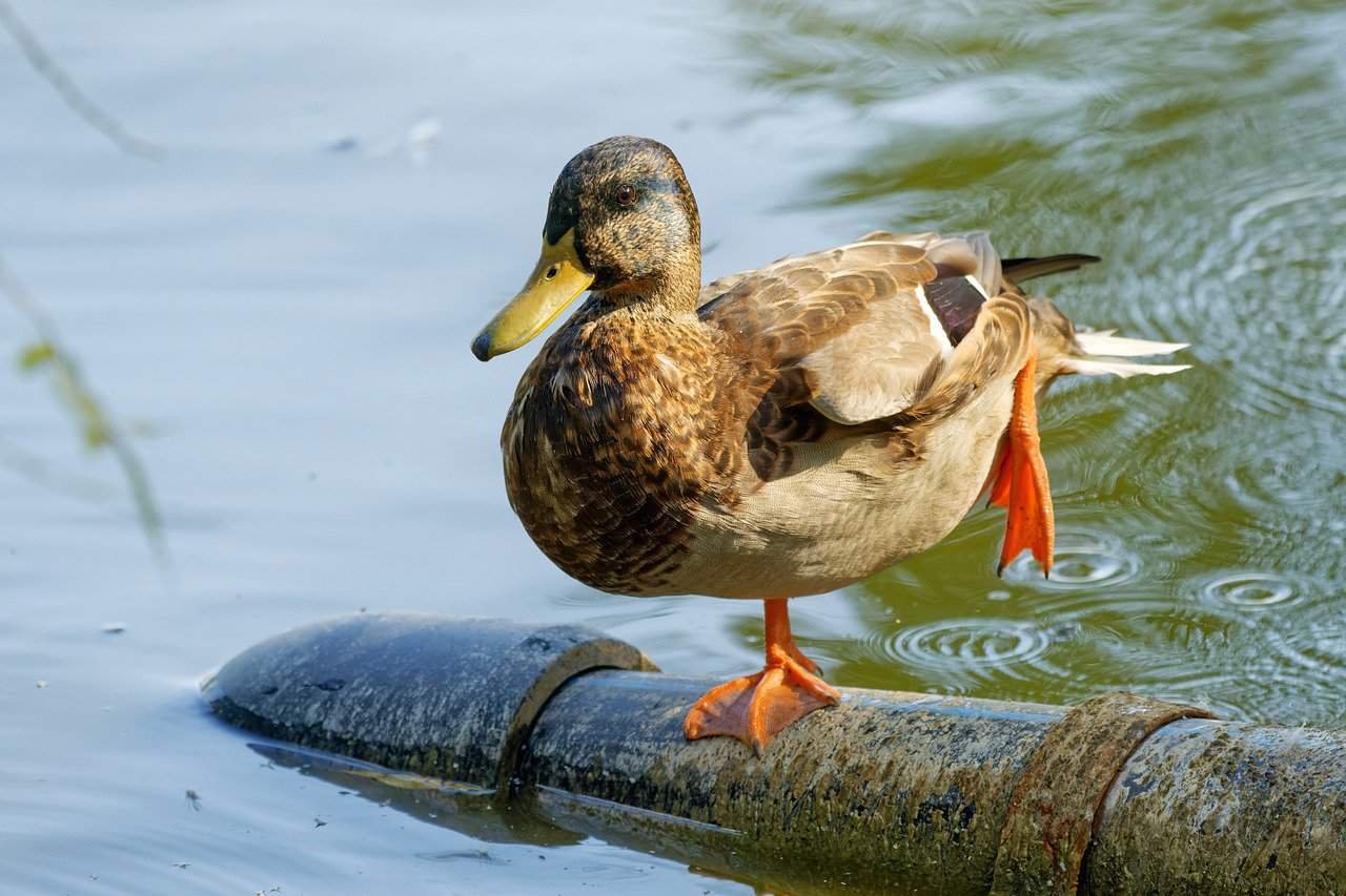 Royal Tulip Sea Pearl Beach Resort & Spa