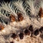 Saint Tropez Condominium