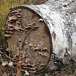 San Marcos Apartamentos