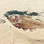 Sea Gardens Beach and Tennis Resort