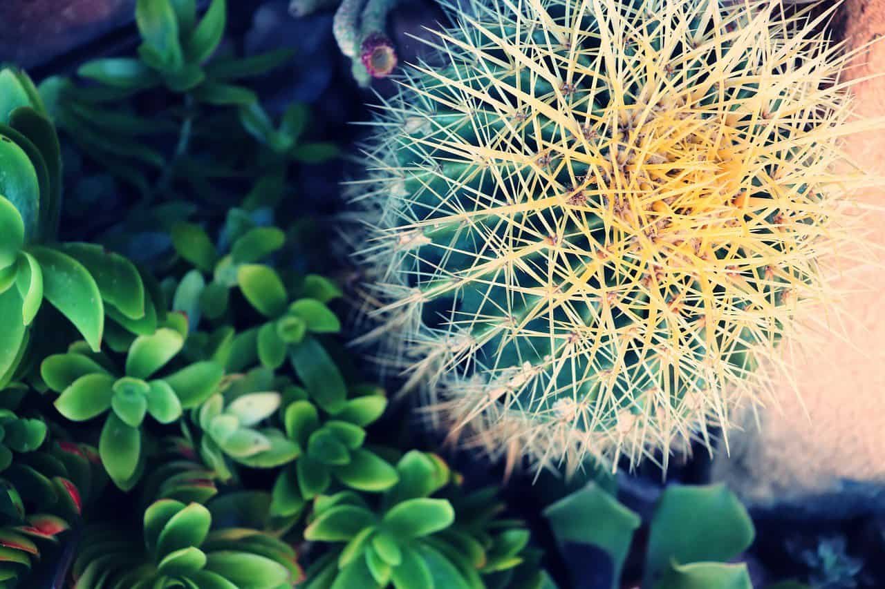 Shell Vacations Club at Vino Bello Resort