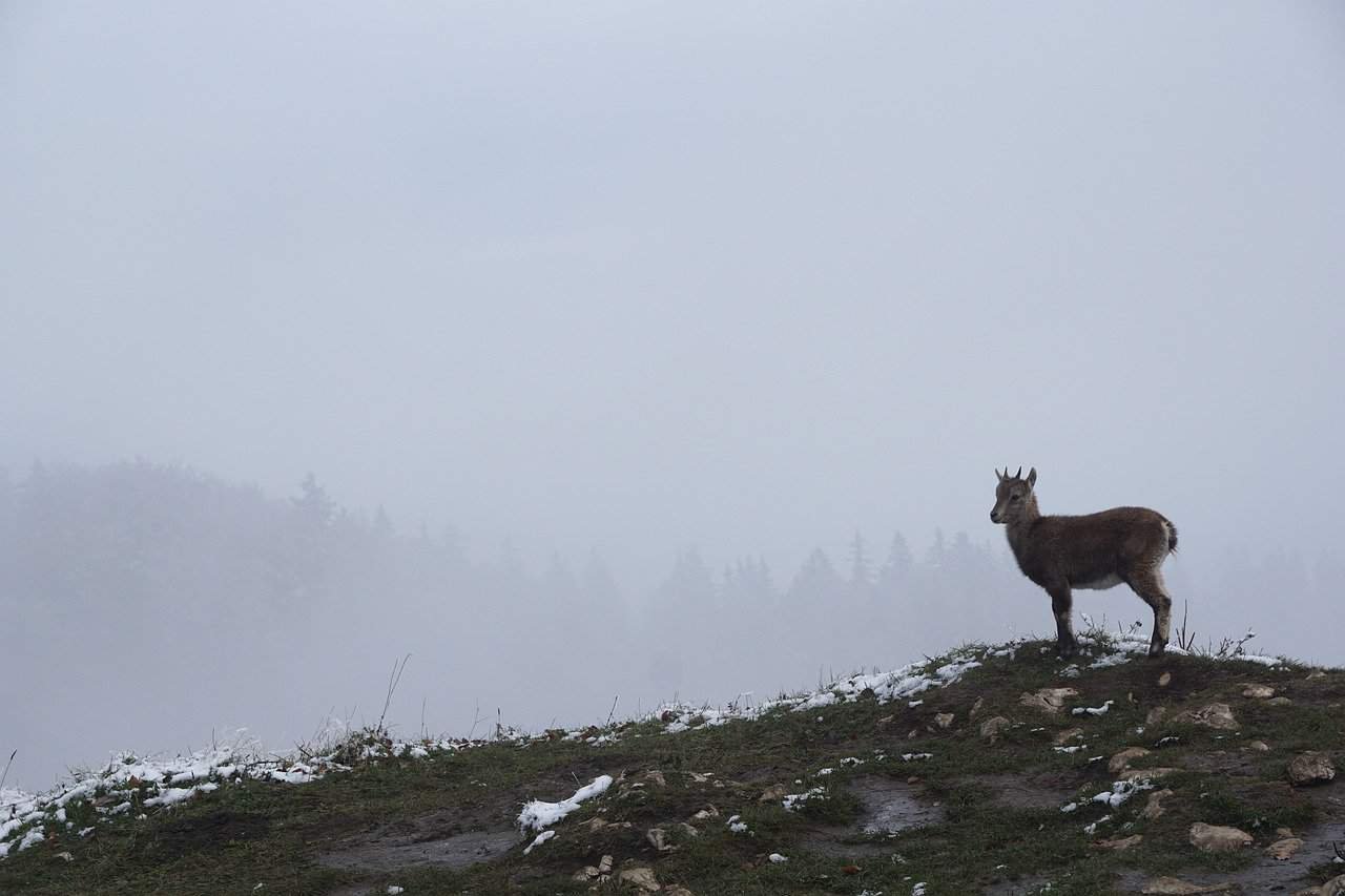 Swan Mountain Resort
