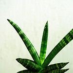 The Highlands at Sugar