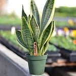 Tiki Village International Resort