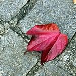 World International Vacation Club – Coral Mar